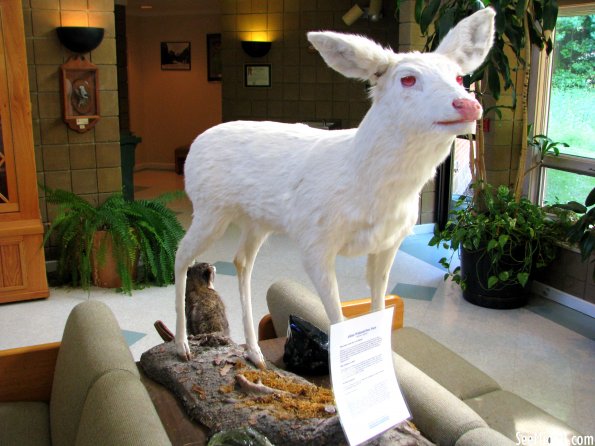 Albino Deer