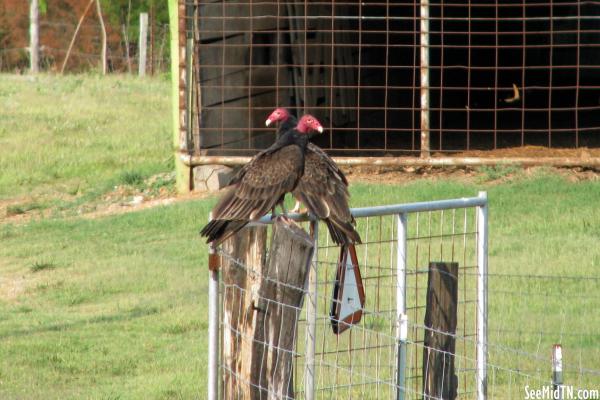 Vultures