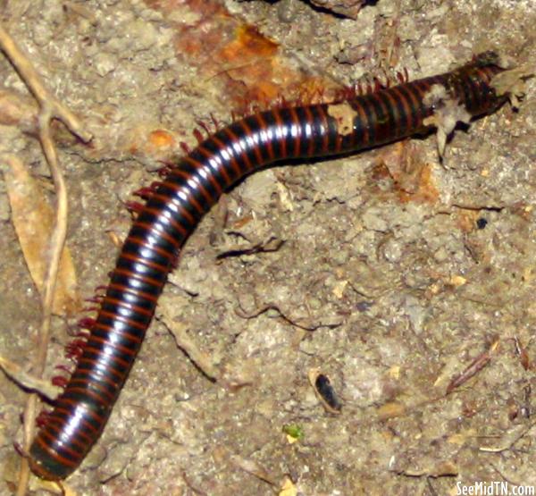 The Largest Millipede I have ever seen