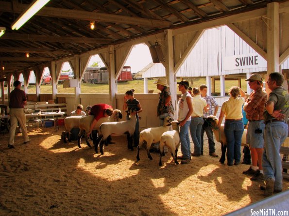 Sheep Show