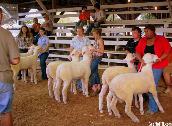 Sheep Judging