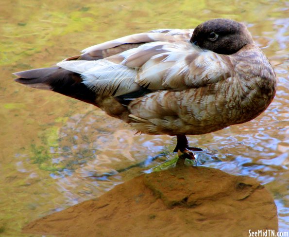 Sleeping Duck