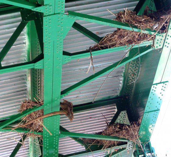 Port Royal: 2010 Flood Debris