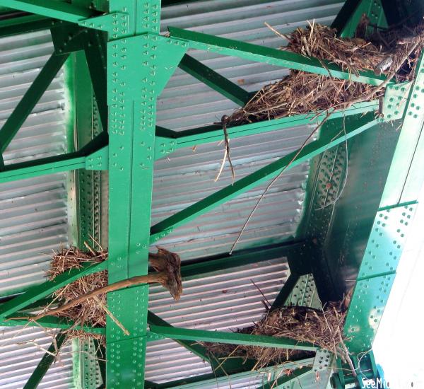 Port Royal: 2010 Flood Debris