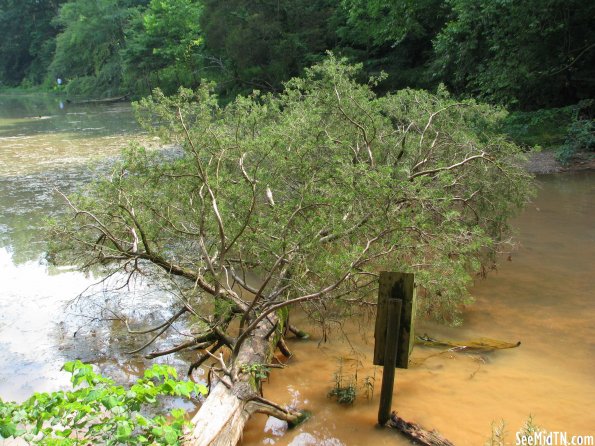 Dunbar Cave: Fallen tree into Swan Lake