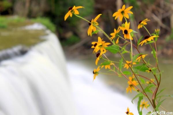 Wildflowers at Overton Falls