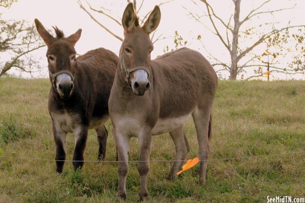 Walden Farm Mules