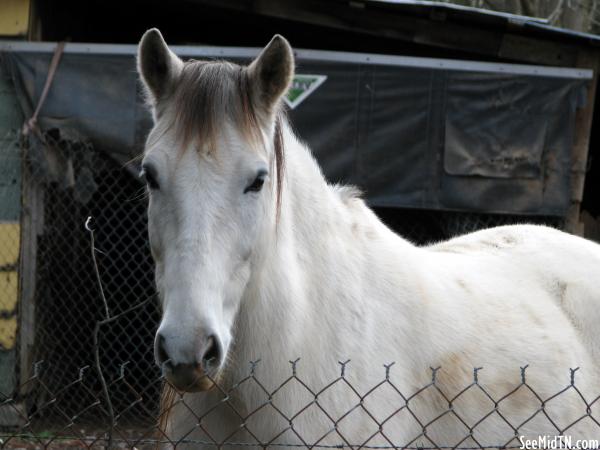 White Horse.