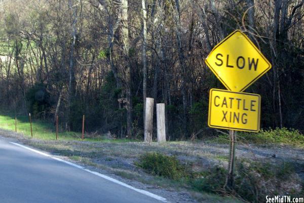 Cattle Xing