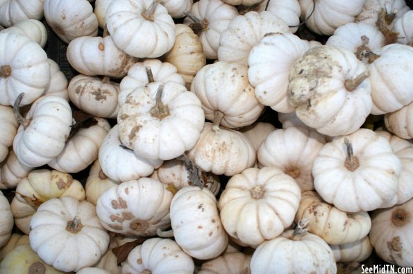 Walden's Farm: White Pumpkins