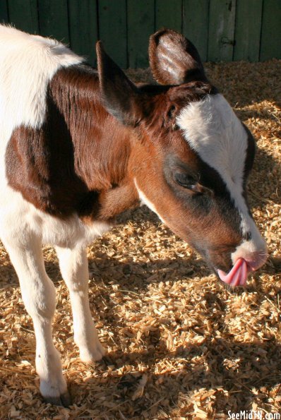 Walden's Farm: Calf