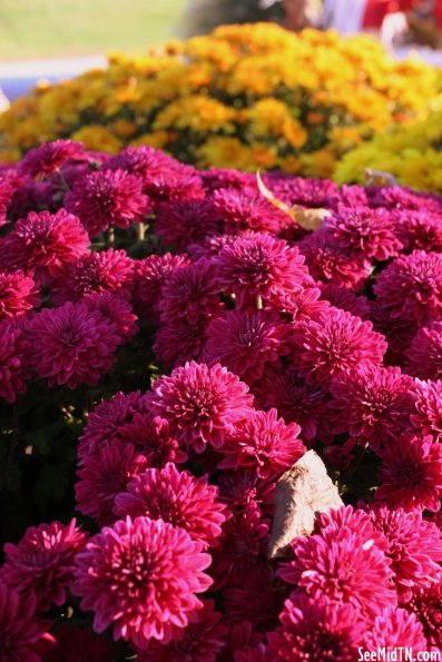 Walden's Farm: Chrysanthemums