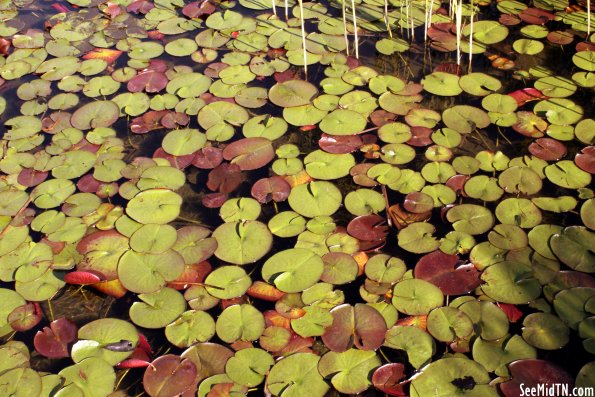 Murfree Springs: Lilypads