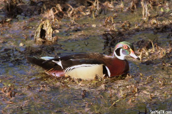 Murfree Springs: Wood Duck