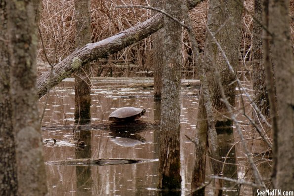 Murfree Springs Wetlands