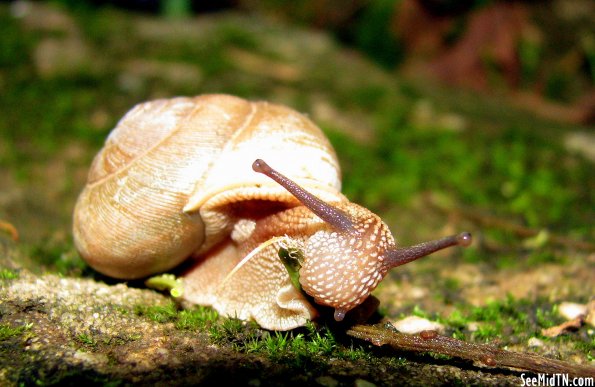 Hungry snail