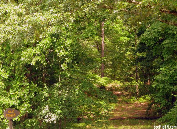 The Old Natchez Trace