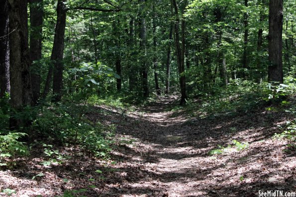 Natchez Trace Parkway: Sunken Trace