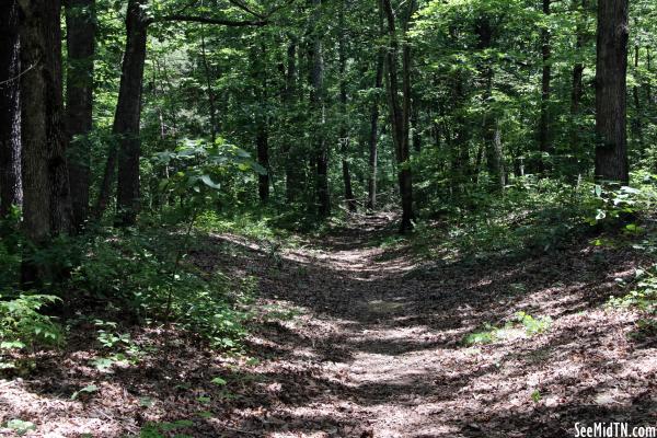 Natchez Trace Parkway: Sunken Trace
