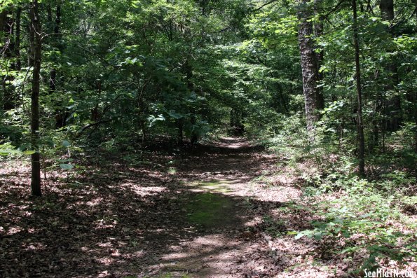 Natchez Trace Parkway: Sunken Trace