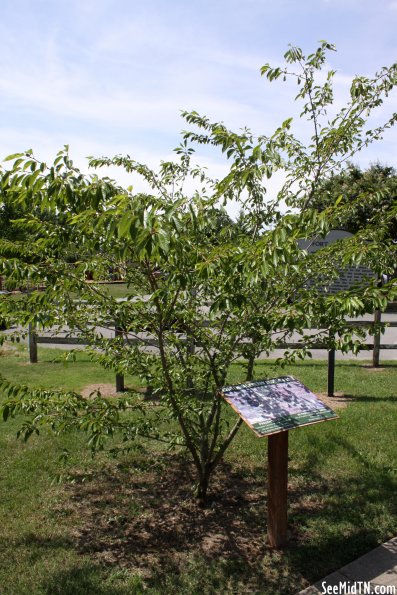 Centennial Cherry Blossom Tree