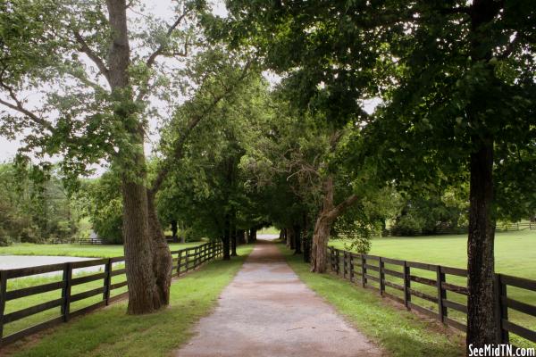 Ravenswood Driveway