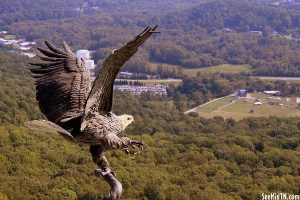 24: Bald Eagle Bronze Statue