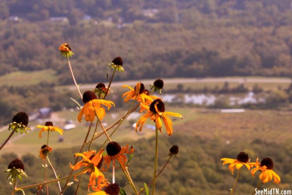 27: Sunflowers