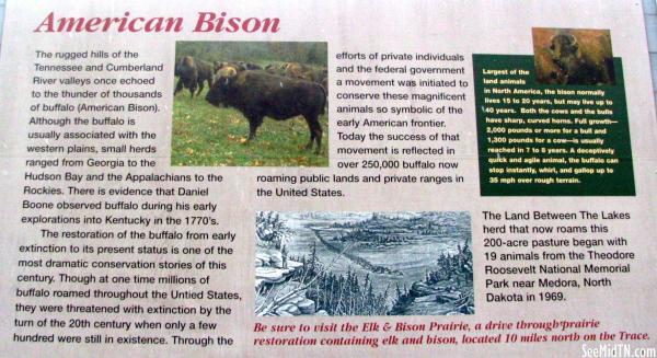 Stewart: American Bison