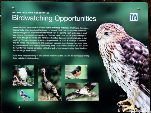 Loudon: Melton Hill Dam Birdwatching Opportunities