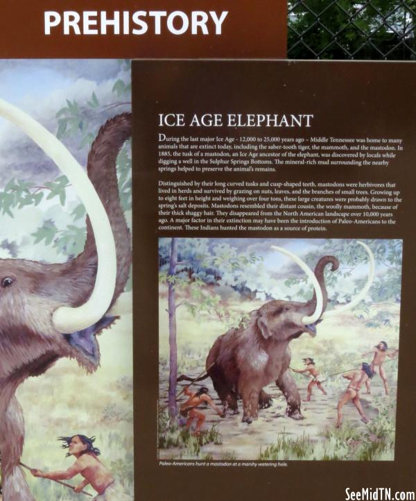Prehistory - Ice Age Elephant