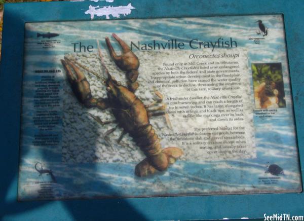 Nashville crayfish 