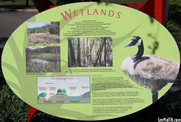 Murfree Springs: Wetlands