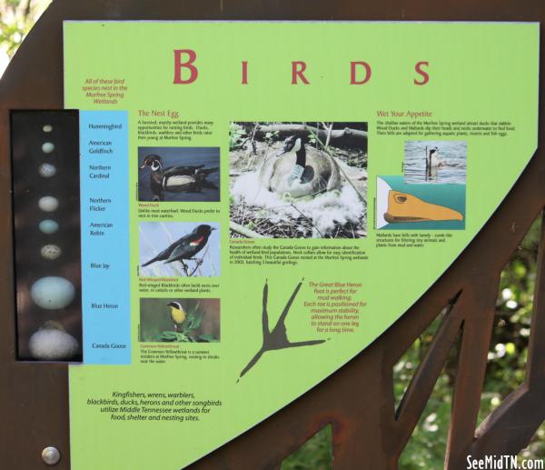 Murfree Springs: Birds