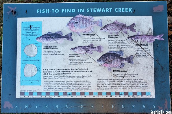 Fish to find in Stewart Creek