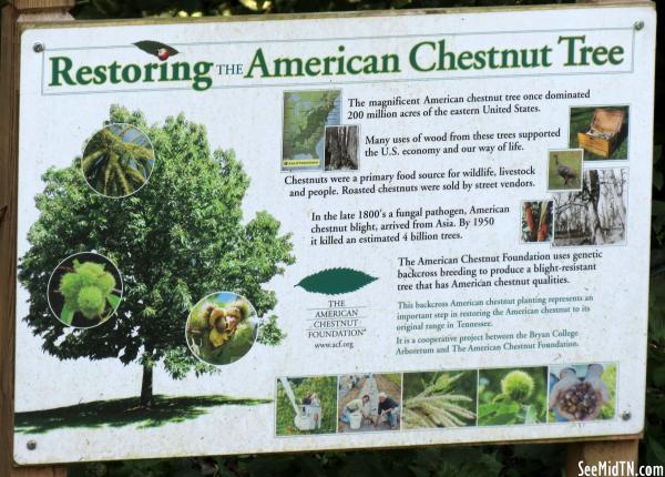 Rhea: Restoring the American Chestnut Tree