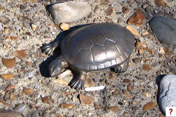 Cumberland River Greenway embedded art Turtle