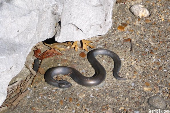 Cumberland River Greenway embedded art Snake