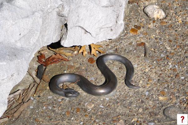 Cumberland River Greenway embedded art Snake