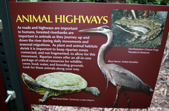 Lockeland Spring Marker: Animal Highways