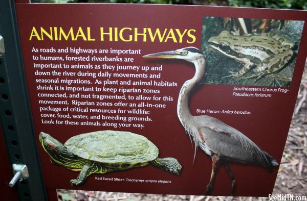 Lockeland Spring Marker: Animal Highways