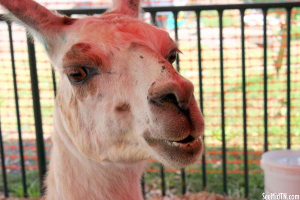 Petting Zoo:  Alpaca