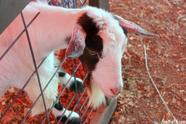 Petting Zoo: Goat