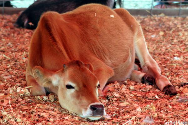 Petting Zoo: Calf