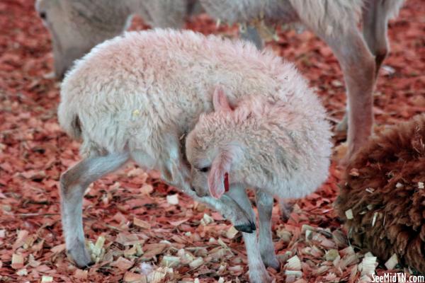 Petting Zoo: Lamb with an Itch