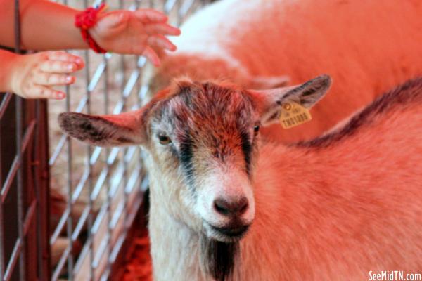 Petting Zoo: Goat about to be petted