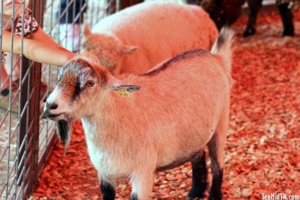 Petting Zoo: Goat being petted