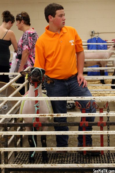 Sheep Barn: Youth Lamb Show