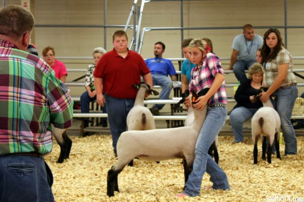 Sheep Barn: Youth Lamb Show