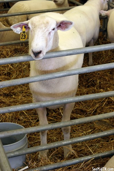 Sheep Barn: